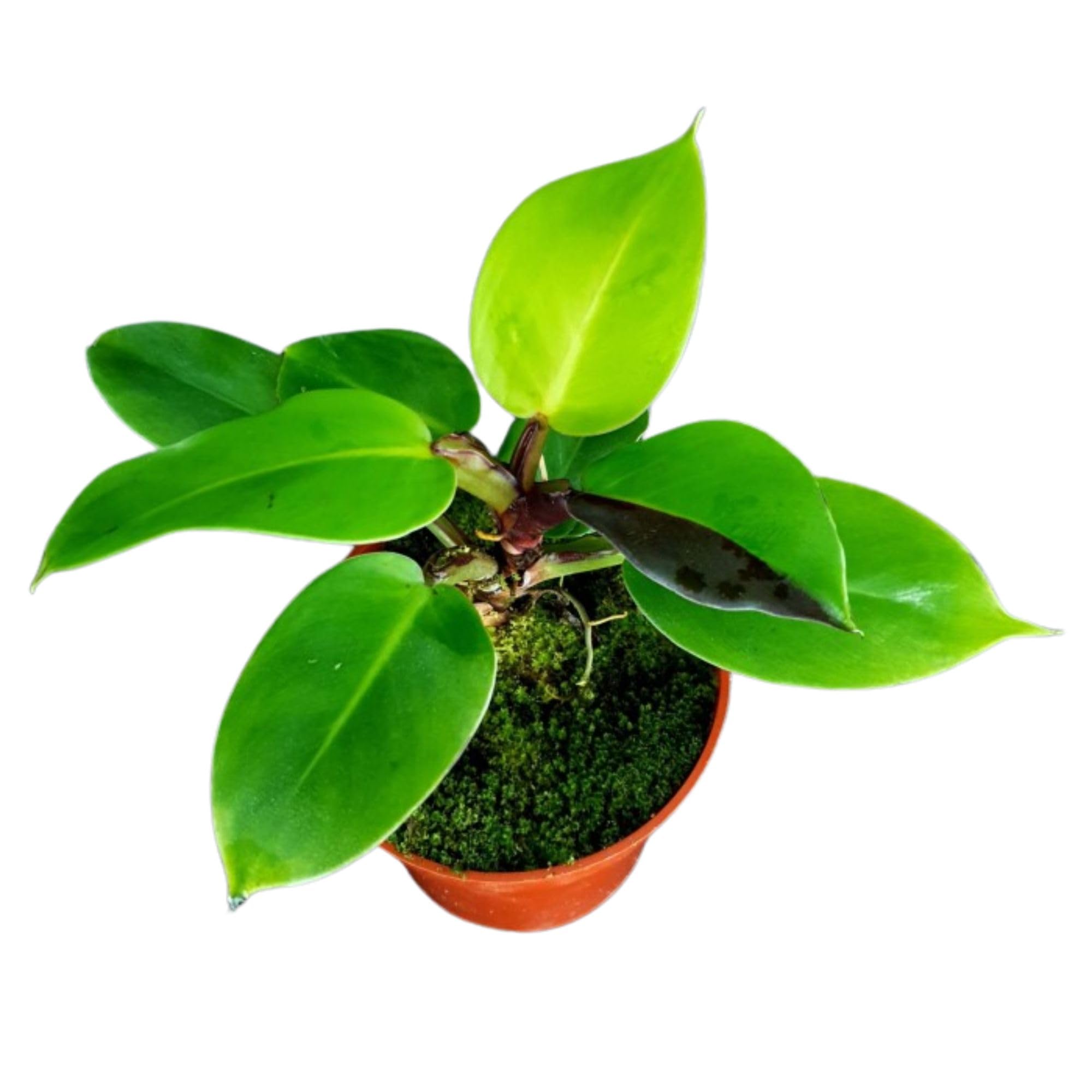 Amazon.com : Philodendron 'Yellow Flame' – 4” Live Plant
